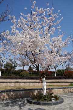 樱花树