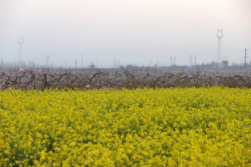 油菜花素材