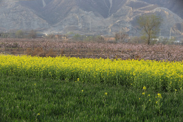 油菜花