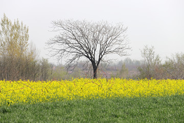 油菜花