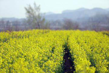 油菜花