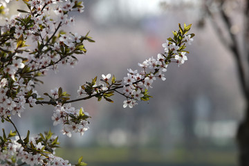 紫叶李