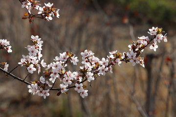 紫叶李