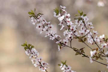 紫叶李