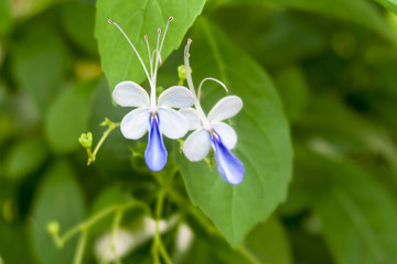 蓝蝴蝶花