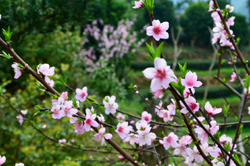 桃花花枝