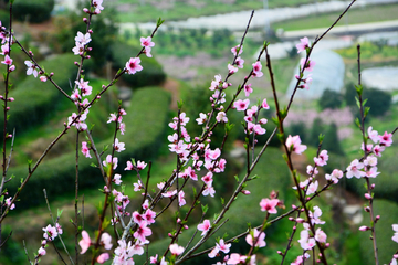 桃花花枝