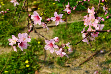 桃花花枝