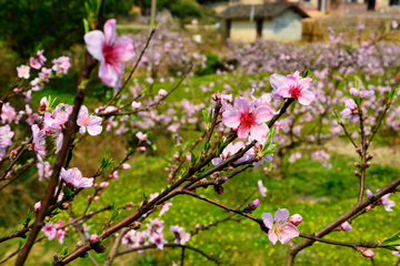 桃花枝