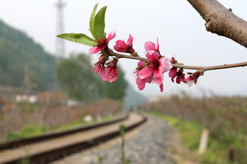 丹东河口桃花盛开