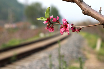 丹东河口桃花盛开