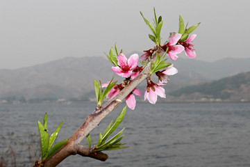 丹东河口桃花盛开