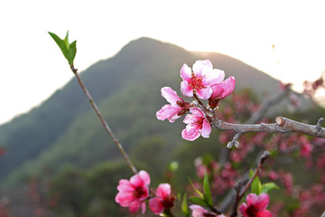 丹东河口桃花盛开