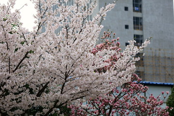 樱花