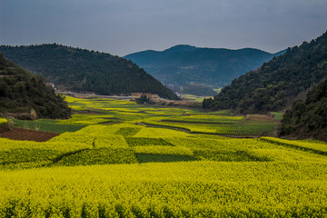 油菜花盛开的田野