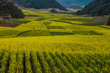 油菜花盛开的田野