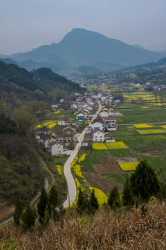 开满油菜花的田野