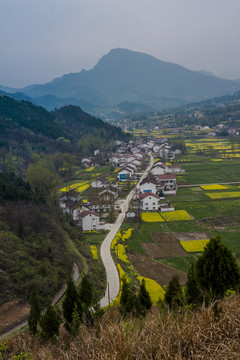 开满油菜花的田野