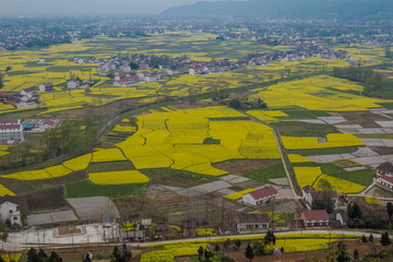 开满油菜花的田野