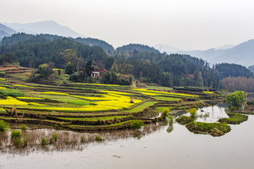 油菜花风光