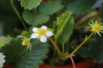 草莓花