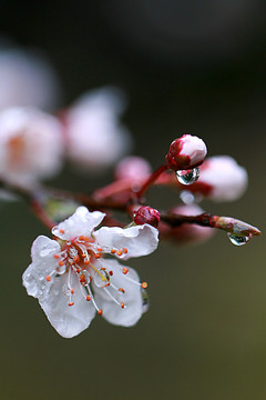 水珠李花