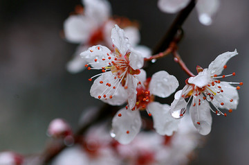 水珠李花