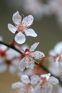 水珠李花