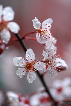 水珠李花