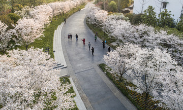 樱花公园