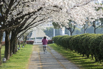 樱花公园