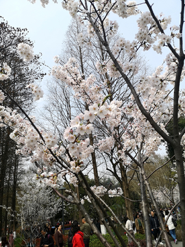 樱花花丛