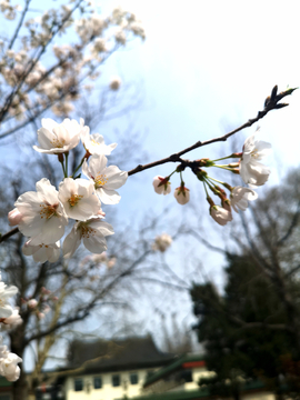 樱花