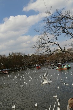 翠湖海鸥