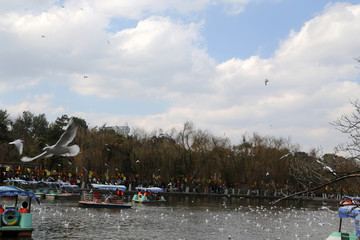 翠湖海鸥