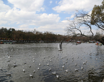 翠湖海鸥