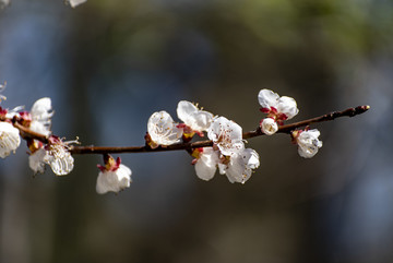 一枝花