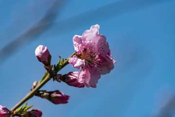 一枝花