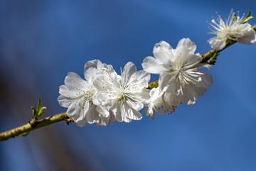 一枝白花