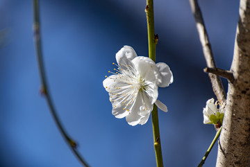 一朵白花