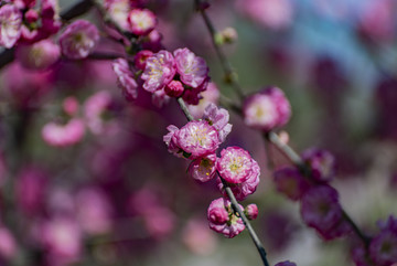 一枝红花