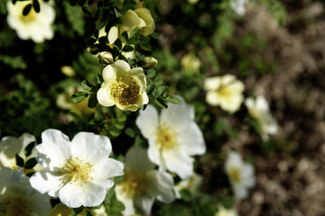 丁香花