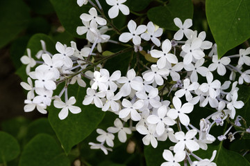 丁香花