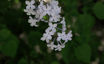 丁香花