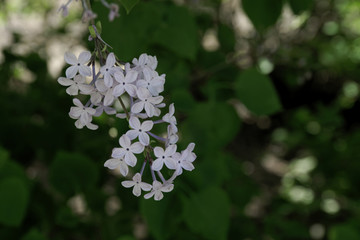 丁香花