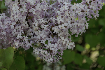 丁香花