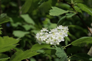 丁香花