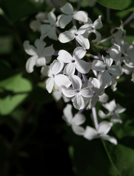 丁香花