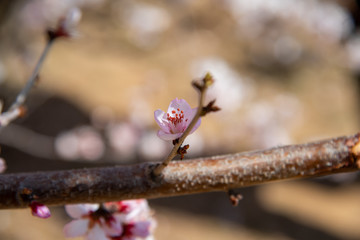 花瓣