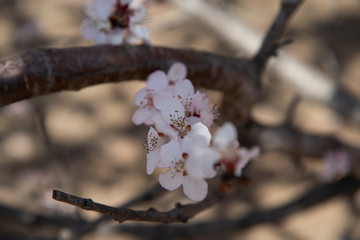 花瓣